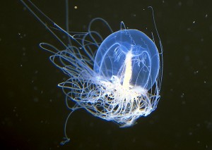 You are currently viewing The Immortal Jellyfish